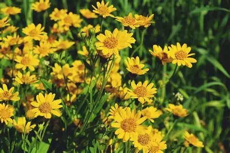 Arnica Oil