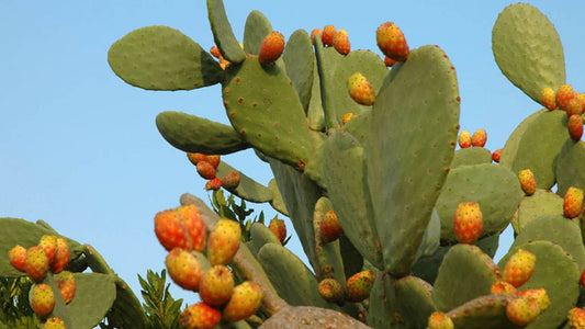 Prickly Pear Seed Oil
