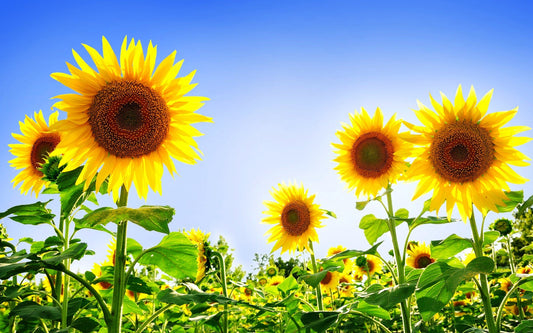 Sunflower Seed Oil