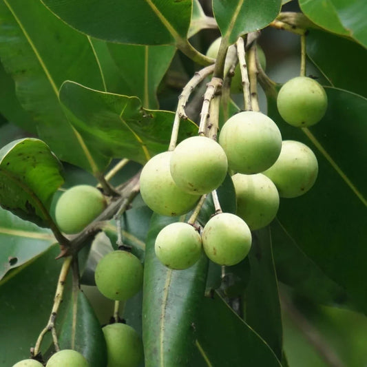 Tamanu Oil