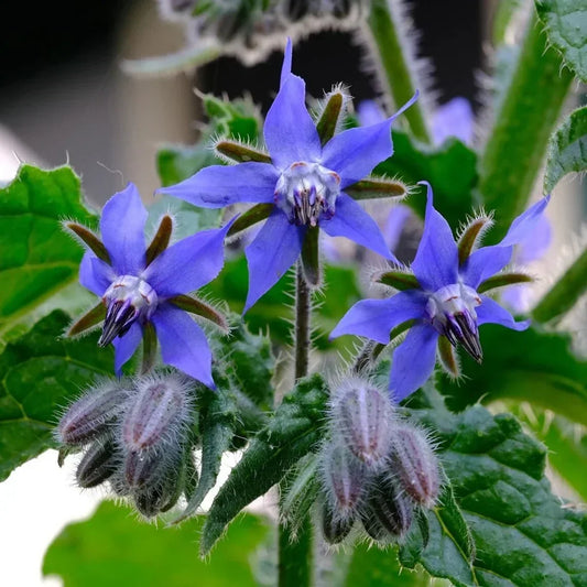 Borage Seed Oil