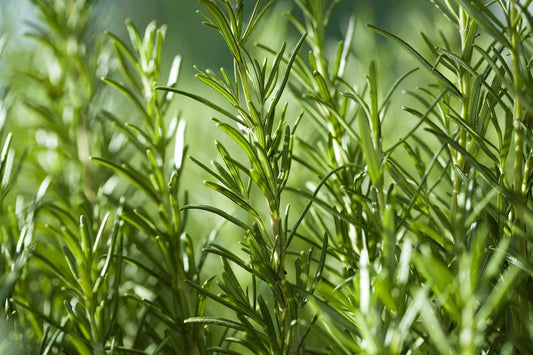 Rosemary CO₂ extract