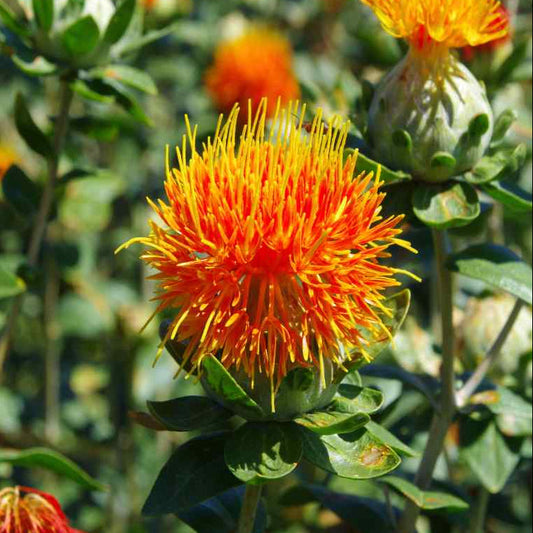 Safflower Seed Oil