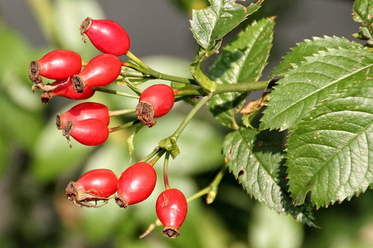 Rosehip Oil